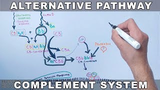 Alternative Pathway of Complement System [upl. by Aliuqa]