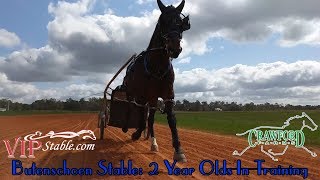 TrotCast Butenschoen Stable 2 Year Olds In Training harnessracing horseracing [upl. by Ynnahc643]