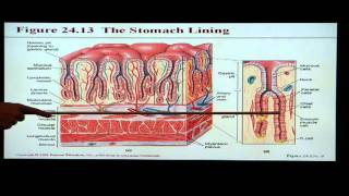 Anatomy and Physiology Help Chapter 24 Digestive System [upl. by Malkin342]