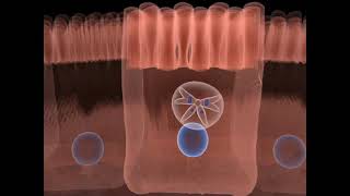 The life cycle of Toxoplasma gondii  Part 02 [upl. by Bert]