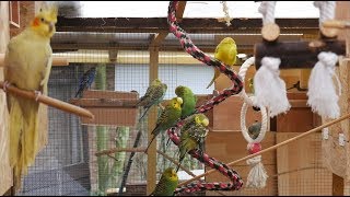 Over 3 Hours of Budgies and Cockatiels Talking Singing and Playing in their Aviary [upl. by Yadsnil]