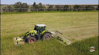 Mowing Sorghum Sudan Grass near Haxtun Colorado  Claas Axion 940 Tractor amp Mowers [upl. by Mihsah]