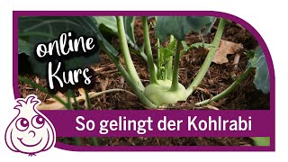 Kohlrabi anbauen  Online Kurs Teil1 [upl. by Onstad]