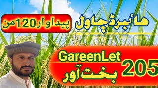 Latest and High yield variety of hybrid rice  GreenLet Bakhtawar 205  Zikria agri information [upl. by Nodearb]