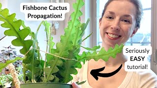 How to propagate the fishbone cactus 🌵🦴 A NOFAIL guide ⭐️ [upl. by Eniaj]