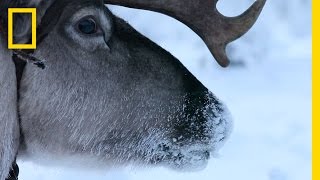 Hitch a Ride with Reindeer Herders  National Geographic [upl. by Danie]