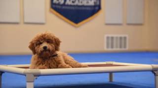 Winston Labradoodle Puppy Camp Training Demonstration [upl. by Perot]