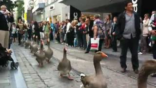 Geese Parade in Belgium [upl. by Naryk534]