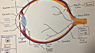 Limpieza de Párpados en 3 PASOS Tratamiento para La Blefaritis FÁCIL y Económico [upl. by Timms122]