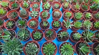 How to Propagate Haworthia Zebra  Haworthia Attenuata  Beautiful Succulents [upl. by Poyssick]