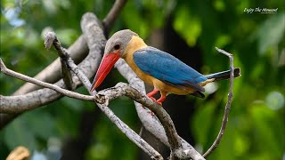 นกกระเต็นใหญ่ธรรมดา Stork billed Kingfisher [upl. by Wrench780]