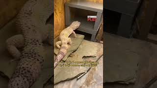 Lizards Tail Autotomymalayalam viral facts science sciencefacts wildlife trend shorts [upl. by Eiuqnom]