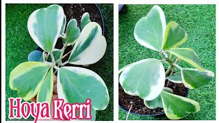 Hoya Plant Care  Variegated Hoya Kerrii Propagation  How to grow Healthy Hoya Kerri Plant [upl. by Gardner]