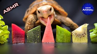 ASMR Mukbang Eating Food 🐢 Turtle Tortoise 96 [upl. by Hughie734]