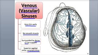 94 Venules and Veins [upl. by Ytsirk]