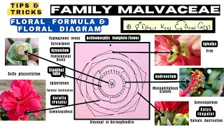 Family Malvaceae  Floral formula  Technical Botany  Floral diagram  Info Biodiversity [upl. by Garey884]