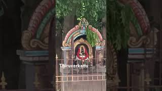 Arasamarathu pillayar in karumari Amman temple near thiruverkadu Chennai music bgm history [upl. by Anelleh]