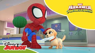 🐶 Atacul cățelușului  Păienjenelul Marvel și prietenii lui uimitori  Disney Junior România [upl. by Aynat]