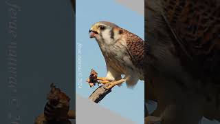 American kestrel snacks on a Jerusalem cricket [upl. by Susana]