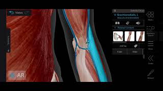 Cubital Fossa Anatomy 3d  Boundaries amp Contents of Cubital Fossa  Medical Medics [upl. by Haiel]