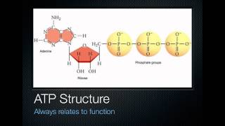 Energy Coupling [upl. by Legge]