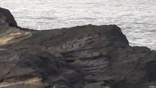 オーストンウミツバメTristrams StormPetrel May 26 2024 Jogashima Japan [upl. by Ccasi]