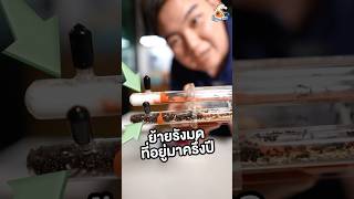 EP1 ย้ายรังมดอายุครึ่งปี มีต่อ คนเลี้ยงมด ants เลี้ยงมด insects antverse [upl. by Suravat]