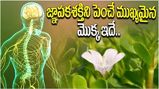 జ్ఞాపకశక్తిని పెంచే ముఖ్యమైన మొక్క ఇదే Increases Nerves Strength  Uses Of Brahmi Plants  Brahmi [upl. by Drhcir]