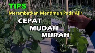 TIPS  Cara Merambatkan Mentimun Pada Ajir Super Cepat amp Murah How to Grow Cucumbers  46 [upl. by Eatnoled]