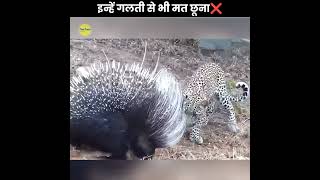 Never Touch Porcupine youtubeshorts facts top10amazingfactsoftheworld shortsvideo amazingfacts [upl. by Noak]