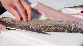 Hecht filetieren  How to filet pike or jackfish [upl. by Binnie]