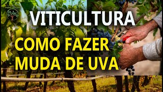 Muda de Uva Como Fazer de forma correta com Sergio Semerdjian [upl. by Eduard]