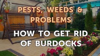 How to Get Rid of Burdocks [upl. by Adin]