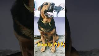 comedy funny dog gabbar doglovers [upl. by Kristofer351]