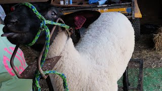 Shearing Sheep And Selling Cows [upl. by Sievert]