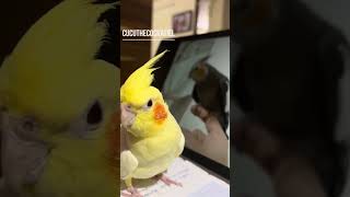 Cockatiels Companion Singing 🎵🦜Female cockatiel cockatielvoice singing trends viral shorts yt [upl. by Airemat861]