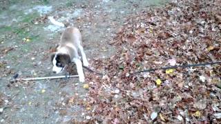 Watson the St Bernard going nuts in the leaf pile [upl. by Vivi]