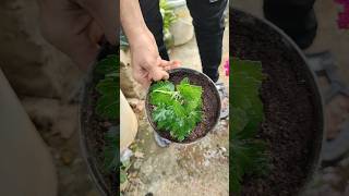 💯🤯quotEasy🔥😱 Guide to Growing Chrysanthemums at Homeorganicgardening shortsfeed [upl. by Saba243]