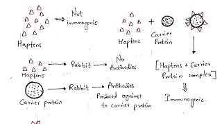 Haptens and Adjuvants  Bio science [upl. by Nutsud793]