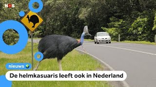 Man gedood door grote loopvogel [upl. by Kehr52]