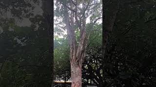 PRICKLY PAPERBARK lenlineofwvlog0601 [upl. by Hannaj]