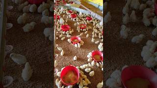 4 Days Old Chicks in our poultry farm poultry poultryfarming farming trending shorts [upl. by Yseult]