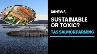 Why is salmon so divisive in Tasmania  ABC News [upl. by Simonetta72]