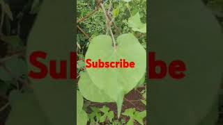 🌿The Absolute Best Way to Grow Your Litchi Tree at Home litchi gardening [upl. by Harmonie189]