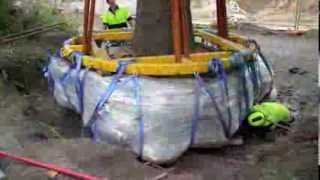 ArborCo Tree Relocation Brachychiton and Erythrina [upl. by Frodine]