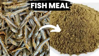 How to make fish meal cheaply at home for poultry tipsonrearingpoultry poultryfarming [upl. by Salmon957]