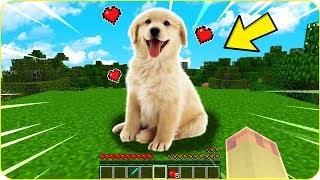 👉 ¡ENCONTRÉ EL CACHORRO MÁS BONITO EN MINECRAFT 😍🐶 [upl. by Enoek422]