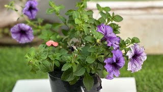 How to Grow petunia in pot अप्रैल तक भर भर के फूल आए [upl. by Annaujat]