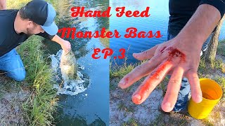 Hand Feed Monster Bass EP3 [upl. by Enneicul]