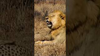 Lion Vs Cheetah Epic Showdown For Survival [upl. by Wedurn]